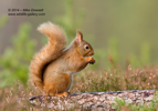 Gorgeous Red Squirrel Image - #WL065