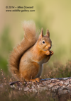 Happy Red Squirrel - #WL058
