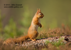 Hey my nut, Red Squirrel - #WL063