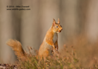 What Nut ? A surprised Red Squirrel with a nut - #WL064