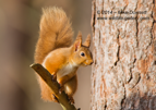 Red Squirrel Balance - #WL060