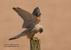 Beautiful Male Kestrel - #RA056