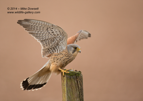 Wild (not captive) Male Kestrel - #RA057