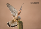 Male Kestrel on it's prey - #RA055