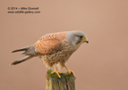 Male Kestrel sitting on a post - #RA058