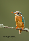 Portrait of a female Kingfisher - #KF006