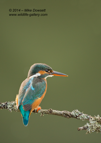 Kingfisher Book Cover - #KF005