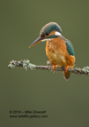 Beautiful female Kingfisher portrait - #KF003