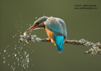 Female Kingfisher banging a fish before swallowing - #KF004