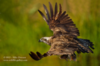 Stunning 6' wingspan of the Osprey with a fish - #OS017