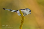 LTT, Long Tailed Tit - #GB015
