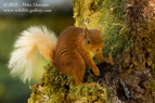 Scottish Red Squirrel - #WL036