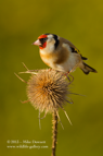 Goldfinch on a teasel - #GB028
