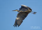 Grey Heron in flight #WB020