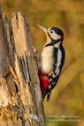 GSW, Great Spotted Woodpecker - #GB033