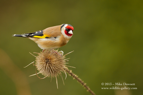 Goldfinch on a teasel - #GB025