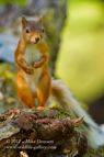 Standing, Red Squirrel - #WL037
