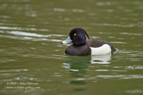 Tufted Duck - #WB014