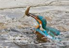 Kingfisher with a fish - #KF127