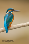 Portrait of a male Kingfisher - #KF039