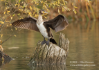 Cormorant - #WB034