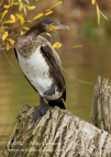 Cormorant - #WB031