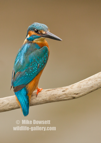 Male Kingfisher looking rather unhappy - #KF126
