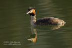 Great Crested Grebe reflection - #WB013