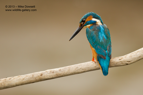 Portrait of a male Kingfisher - #KF040