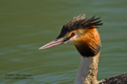 Great Crested Grebe close-up - #WB012