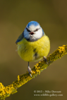 Noisy Blue Tit - #GB022