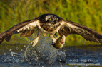 A Scottish Osprey with a fish on one talon - #OS013