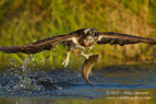 A Scottish Osprey with a fish on one talon - #OS007