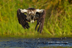 A rare Osprey miss - #OS008