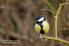 Great Tit - #GB006