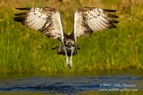 A rare Osprey miss - #OS012