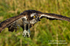 A rare Osprey miss - #OS005