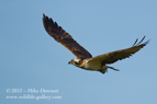 A Sottish Osprey circling above the loch - #OS009