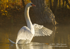 Mute Swan wing flap - #WB030