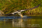 Full frame.  An Osprey with a large fish - #OS011