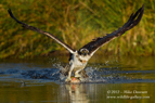 An Osprey taking off with a trout - #OS006
