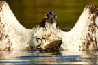 In the deep, an Osprey with a heavy trout - #OS004