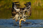 Osprey powering from the loch with a fish - #OS001