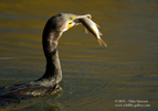 Cormorant with a fish - #WB033