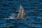 Moray Firth Dolphins - #WL041