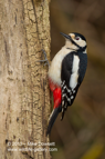 GSW, Great Spotted Woodpecker - #GB005
