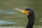 Cormorant - #WB032