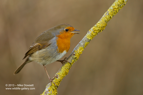 Garden Robin - #GB004