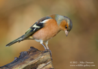 Chaffinch - #GB047