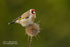 Pure Gold, Goldfinch - #GB003